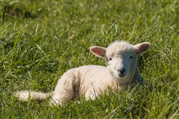 Lamm ruht auf Gras — Stockfoto