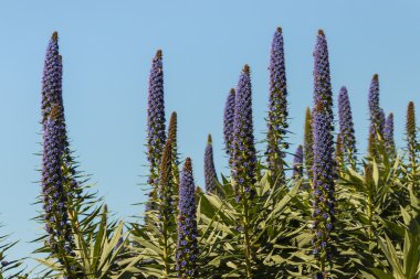 Pride of Madeira flowers against blue sky clipart