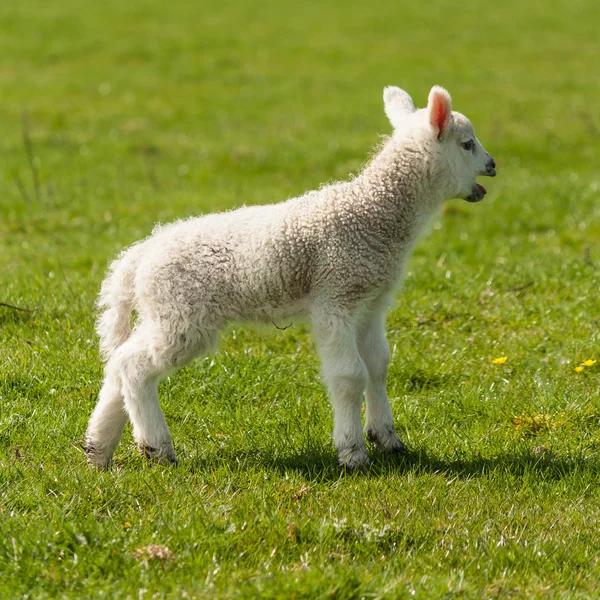 Bleating lamb — Stock Photo, Image