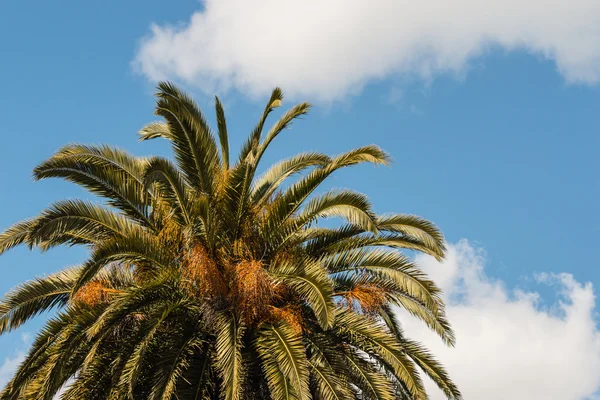 Palmier dattier contre ciel bleu — Photo