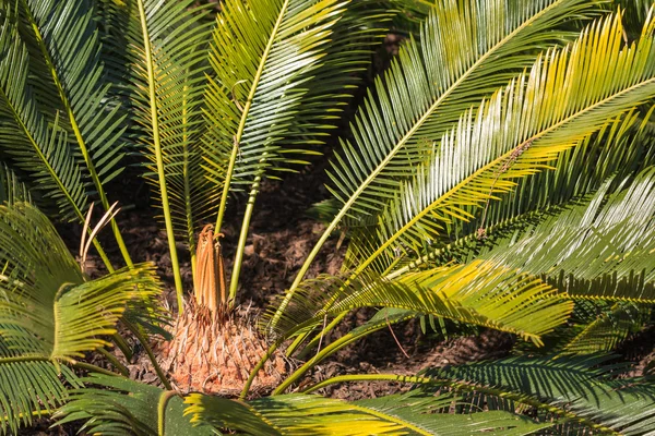 Sago palmvarens bladeren en rozet — Stockfoto