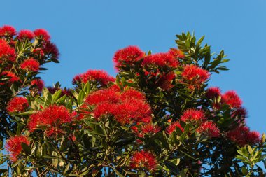 pohutukawa ağaç çiçek closeup