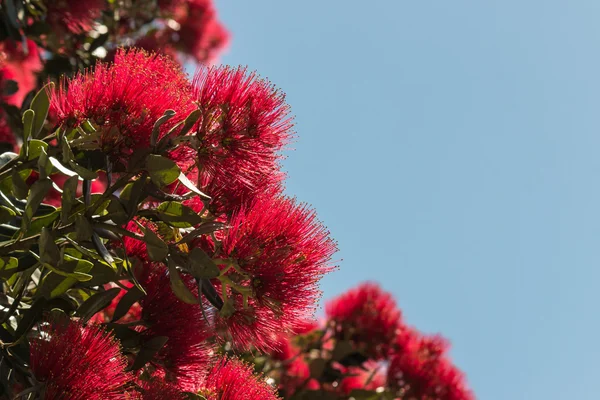 Metrosideros excelsa ağaç çiçek çiçeklenme — Stok fotoğraf