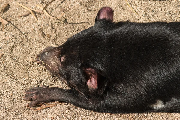 Diavolo della Tasmania che dorme sulla sabbia — Foto Stock