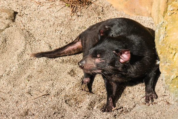 Diavolo della Tasmania crogiolarsi sulla sabbia — Foto Stock