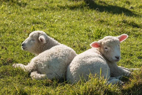 Two newborn lambs — Stock Photo, Image