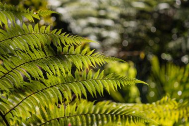 taze eğreltiotu yaprakları