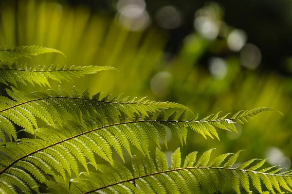 Fern fronds på suddig bakgrund — Stockfoto