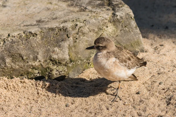 Nova zelândia plover — Fotografia de Stock