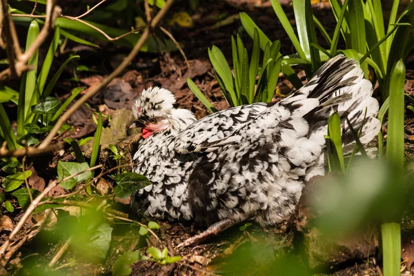 Speckled hen resting in garden — Stock Photo, Image