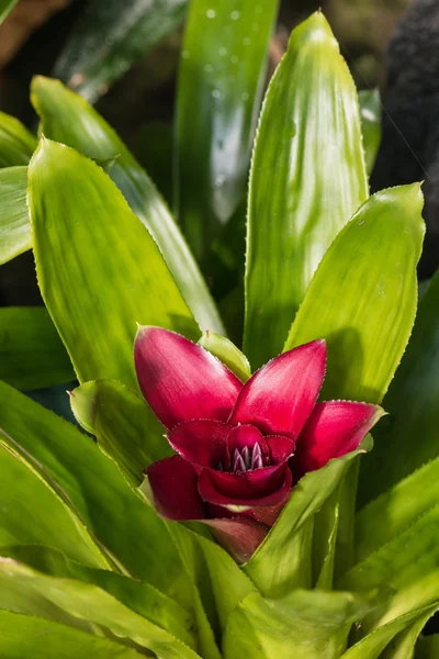 Broméliacée pourpre en fleur — Photo