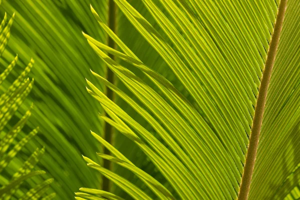 ソテツ ・ ヤシの葉のクローズ アップ — ストック写真