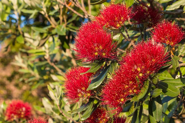 Közelkép a napsütötte pohutukawa virágok — Stock Fotó