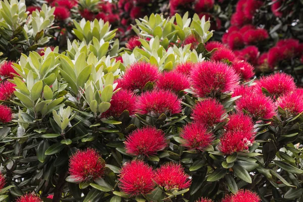 Pohutukawa fa virágok és levelek — Stock Fotó