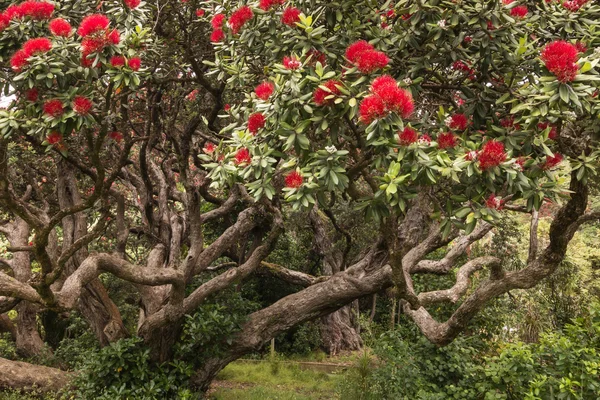 Pohutukawa ağaç çiçek