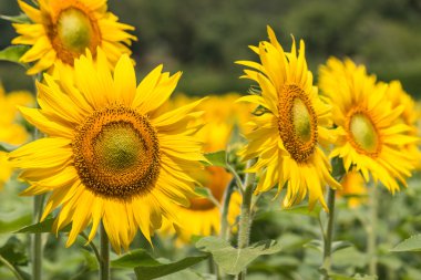Ayçiçeği çiçeklenme gülümsemek