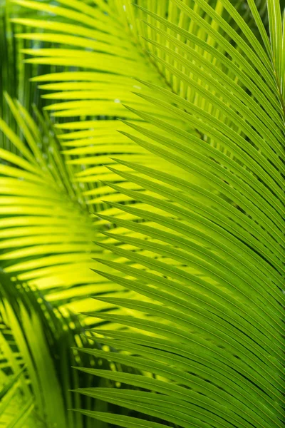 Solbelysta träd palmblad — Stockfoto