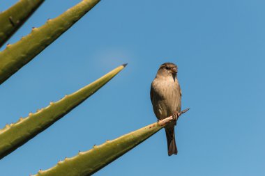 kaktüsler yaprak üzerinde oturan kadın serçe