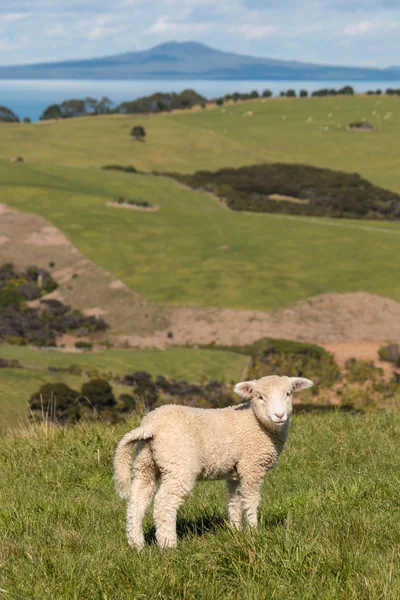 Lost lamb looking back — Stock Photo, Image