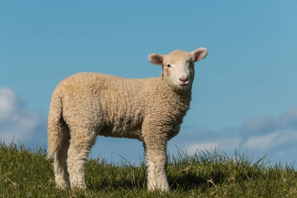 Kíváncsi bárány másol hely — Stock Fotó