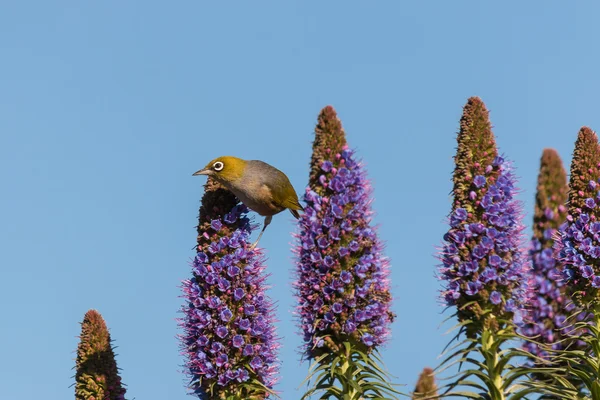 Gurur Madeira çiçek pollinating silvereye — Stok fotoğraf