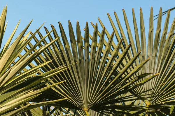 Fan-like palm löv — Stockfoto
