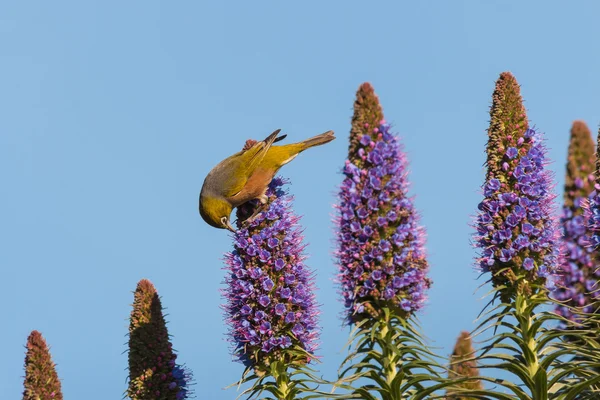 骄傲的马德拉传授花粉的鸟 — 图库照片