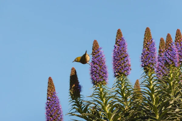 Çiçekler besleme songbird — Stok fotoğraf
