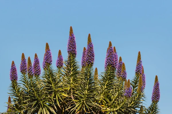 Flores aisladas de Orgullo de Madeira — Foto de Stock