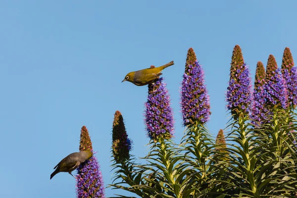 Kuşlar üzerinde çiçek nektarı besleme — Stok fotoğraf