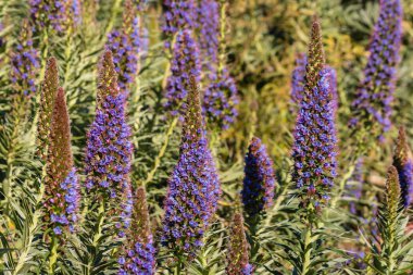 Echium candicans çiçek