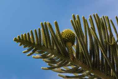 Araucaria iğneler ve koni