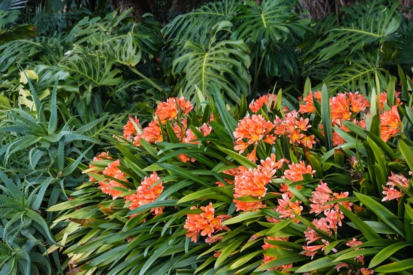 Fleurs de clivia orange poussant dans les bois — Photo