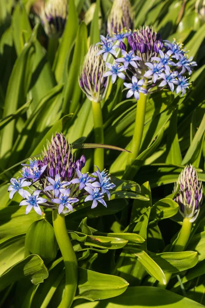 Niebieskie kwiaty lilia peruwiański — Zdjęcie stockowe