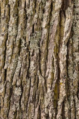 ağaç kabuğu arkaplanı