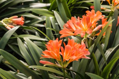 clivia miniata çiçek