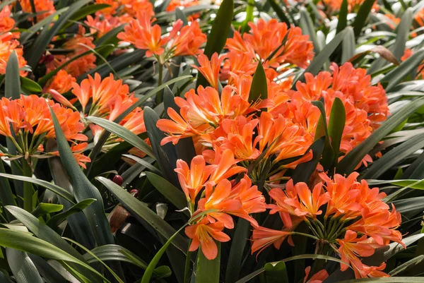 Orange clivia flowers — Stock Photo, Image