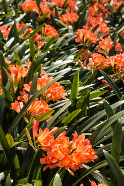 Blüten der Clivia miniata — Stockfoto