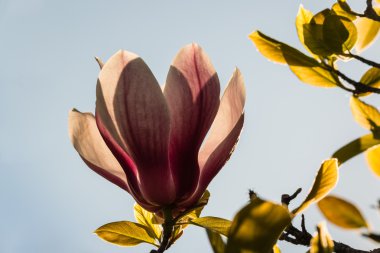 Manolya çiçek gökyüzü karşı