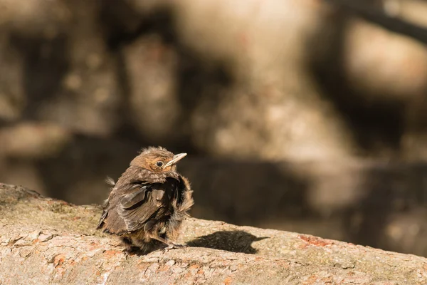 Bebek blackbird ağaç dalına tadını çıkarma — Stok fotoğraf
