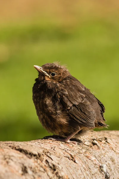 Closeup of young common blackbird — Stok Foto