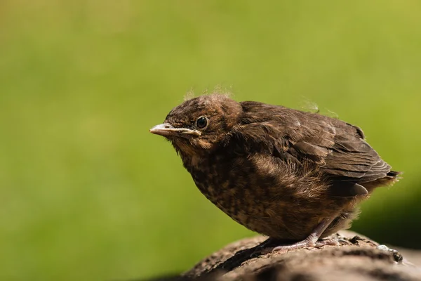 Blackbird muda berjemur di pohon — Stok Foto