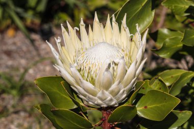 Beyaz protea flowerhead closeup
