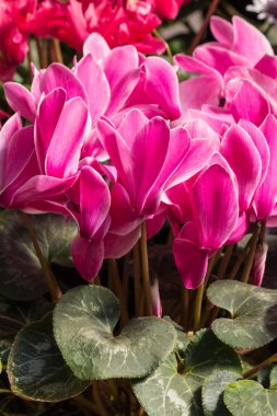 pembe ve kırmızı cyclamens