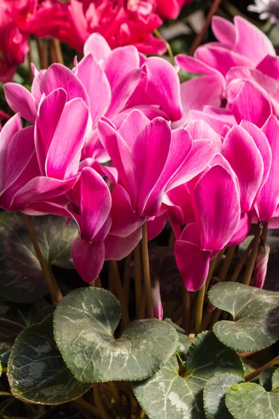 Růžové a červené cyclamens — Stock fotografie