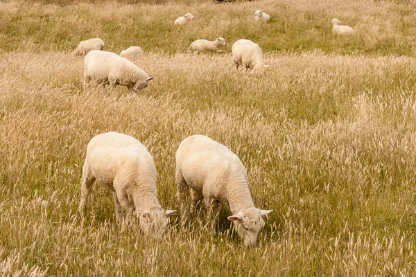 Flock of sheared sheep grazing — Stock Photo, Image