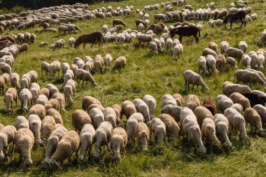 eşekler ve koyun otlatma akın