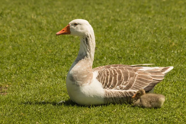 Gosling ile yerli kaz — Stok fotoğraf