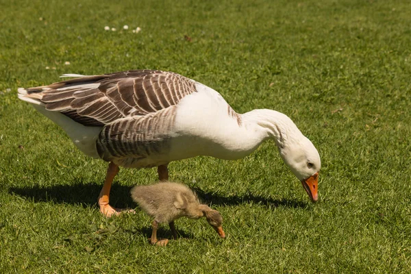 Ganzen en gosling begrazing — Stockfoto