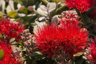 pohutukawa çiçek ve tomurcukları